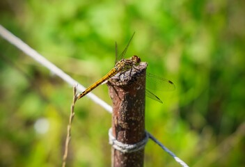 Dragonfly resting on a wooden pole in nature