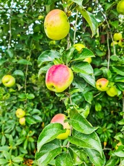 Ripe apples hanging from branch in orchard, ready for harvest