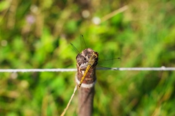 Dragonfly resting on a wooden pole in a green field