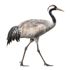 Fototapeta premium Png of eurasian crane walking isolated on transparent background, showcasing its elegant form, gray feathers, and distinctive red crown in a wildlife setting