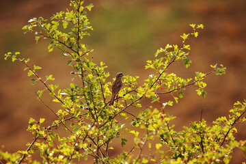 Corn Bunting on the Cervatina Track
