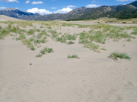 Native Grasses in the Sand at Great Sand Dunes National Park