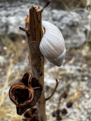 White snail shell on a dry plant stem in a rocky summer habitat, showcasing natural textures and the fragile beauty of survival in arid landscapes