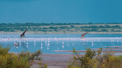 Giraffes walking among flamingos at lake in Serengeti, Tanzania (Giraffa camelopardalis,...