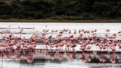 Obraz premium Flamingos feeding and resting in shallow lake water in Serengeti, Tanzania (Phoeniconaias minor)
