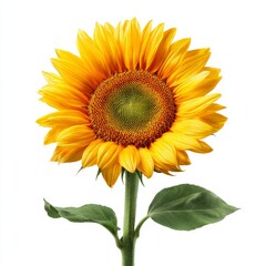 Fototapeta premium A vibrant sunflower in full bloom, showcasing its bright yellow petals and a rich brown center