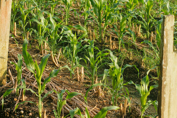 Young corn plants growing in cultivated agricultural field.	