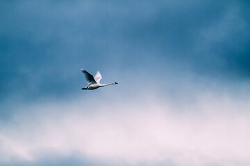 Single Bird in Flight Against Dramatic Blue Sky, Nature Wildlife Photography
