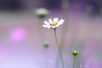 白いコスモスの花