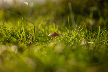 Mushroom Romantic