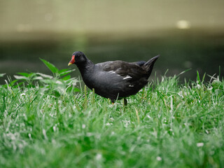 blackbird on the grass