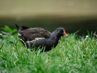 black winged blackbird