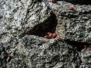 close up of a rock