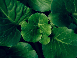 green leaves in a garden