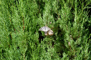 Scarce swallowtail butterfly resting on green conifer branches, wings spread wide to reveal striking black and white patterns in a natural summer setting.