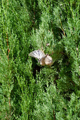 Scarce swallowtail butterfly resting on green conifer branches, wings spread wide to reveal striking black and white patterns in a natural summer setting.