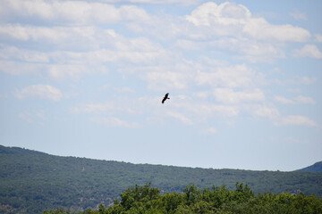 Lone bird soaring high above green forest hills with blue sky and scattered clouds in a peaceful natural landscape