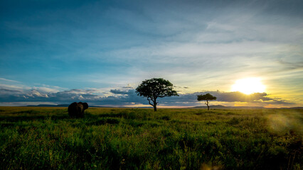 Obraz premium African elephant in Serengeti grassland at sunset with acacia trees (Loxodonta africana, Tanzania)