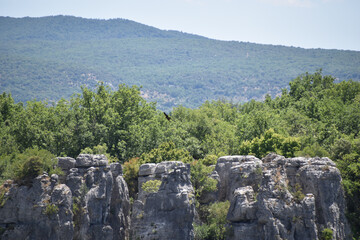 Bird flying above rocky cliffs and lush green forest with mountain ridge in the background on a sunny summer day