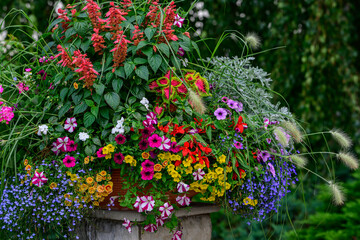 Obraz premium Colorful summer flowers in a decorative garden planter, vibrant mix of petunia, calibrachoa, lobelia, coleus and other blooming plants, floral arrangement for garden design and landscaping