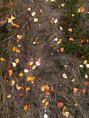 Yellow leaves on dry grass. Top view. Autumn vibe.
