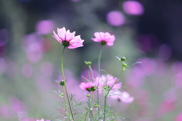 コスモスの花のある風景