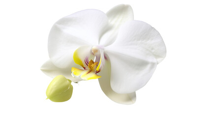 Fototapeta premium Close-up of a pristine white orchid