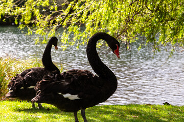 Two Black Swans with a Lake in the Background