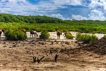 A herd of Sumba horses, playing and taking shelter around the kehi trees to avoid the scorching heat near the ocean, as the tide goes out