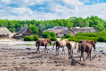 Obraz premium A herd of Sumba horses, playing and taking shelter around the kehi trees to avoid the scorching heat near the ocean, as the tide goes out