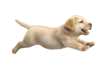 Cute puppy in running pose transparent background