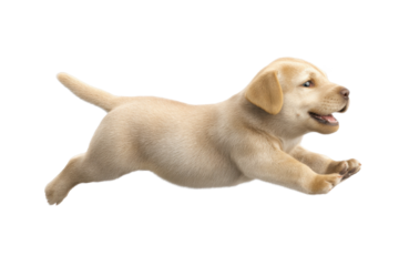 Cute puppy in running pose transparent background