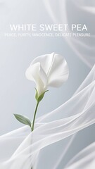 Fototapeta premium Phone Wallpaper Series : Flower Language - White Sweet Pea, means : Peace, Purity, Innocence, Delicate Pleasure 001