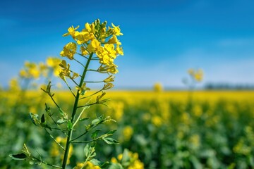 Obraz premium Yellow flower in a field