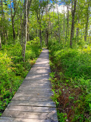 Fototapeta premium Nature walk on a wooden boardwalk through the forest during evening sunlight with long shadows. Nature trail through the woods on wooded walking path