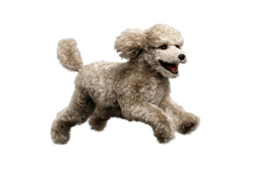Cute puppy in running pose transparent background