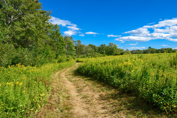 Naklejka premium Grass walking path in an open field with bright blue sky and clouds in background. Open field with yellow flowers on bright sunny day. Country meadow view with foot path