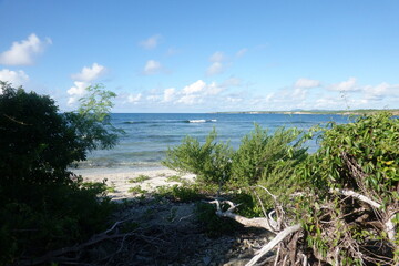 beach and trees