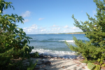 tropical beach with trees and sea
