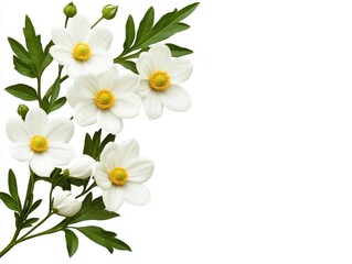 White flowers with green leaves