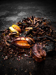 Rotten starfruit decaying on dark rough ground