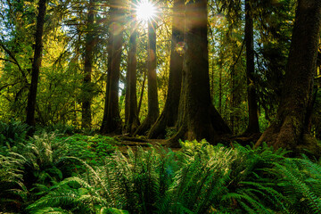 forest in the morning, hall of mosses in Olympic National Park © Robert McCullough 