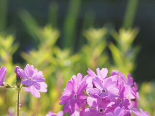 サクラソウの花とコピースペース