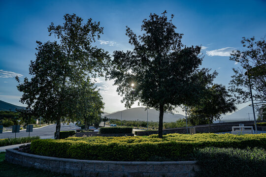 Sunshine trees in the park with blue sky
