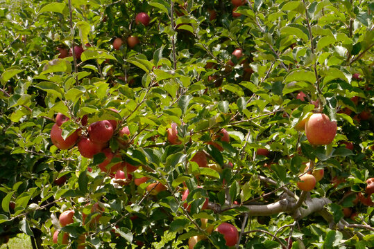 NC Flat Rock Apples Tree H3 2025
