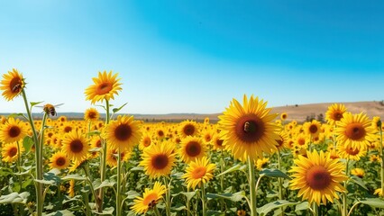 Sunflower field blooming under clear blue sky
