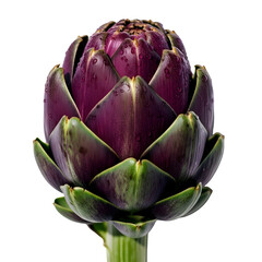 Fototapeta premium A single fresh purple globe artichoke with vibrant green leaves and water droplets isolated on a pure white background