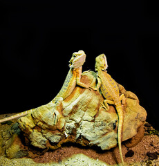 Beautiful lizards. Exotic domestic bearded agamas. Geckos on a black background