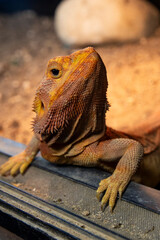 Portrait of a lizard. Close up of the face of an orange bearded dragon.