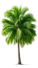 Fototapeta premium Tropical coconut palm tree with lush green fronds and a tall textured trunk, isolated on white background.